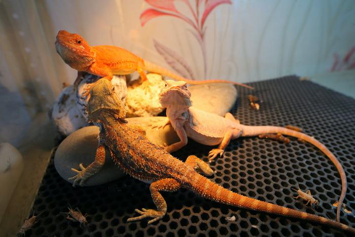 Москвичка превратила свою квартиру в настоящий террариум