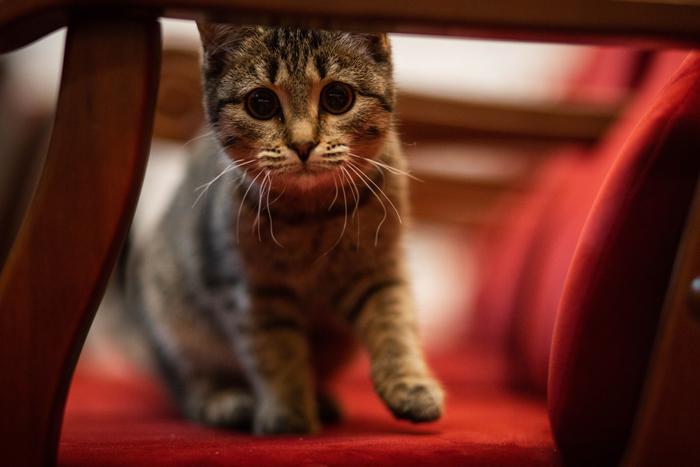 У неё лапки, но она смогла. В Ачинском драматическом театре в спектакле играет кошка