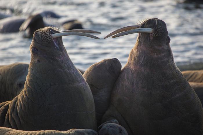 "Арктическая шанель": фотограф рассказал, чем пахнут моржи