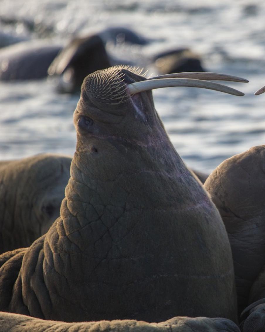 "Арктическая шанель": фотограф рассказал, чем пахнут моржи