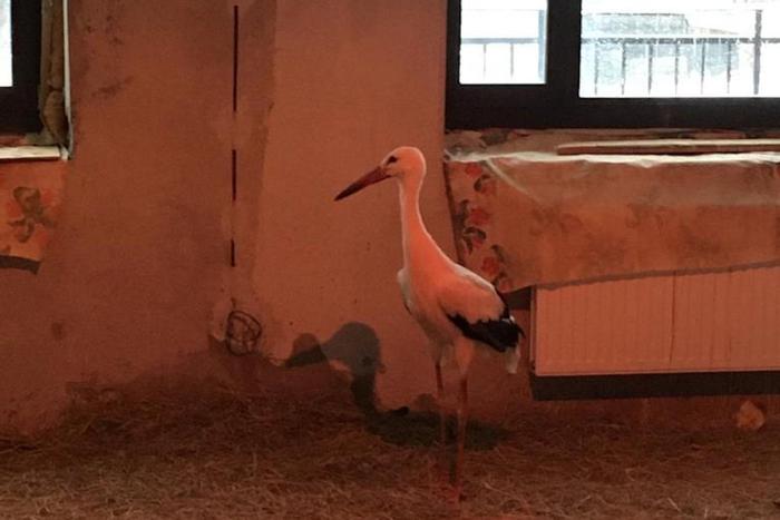 Аист под крышей: в Тверской области на зиму приютили голенастого