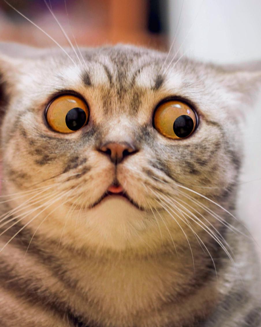 Пушистые проблемы: выехать за рубеж с кошками и собаками стало в разы сложнее