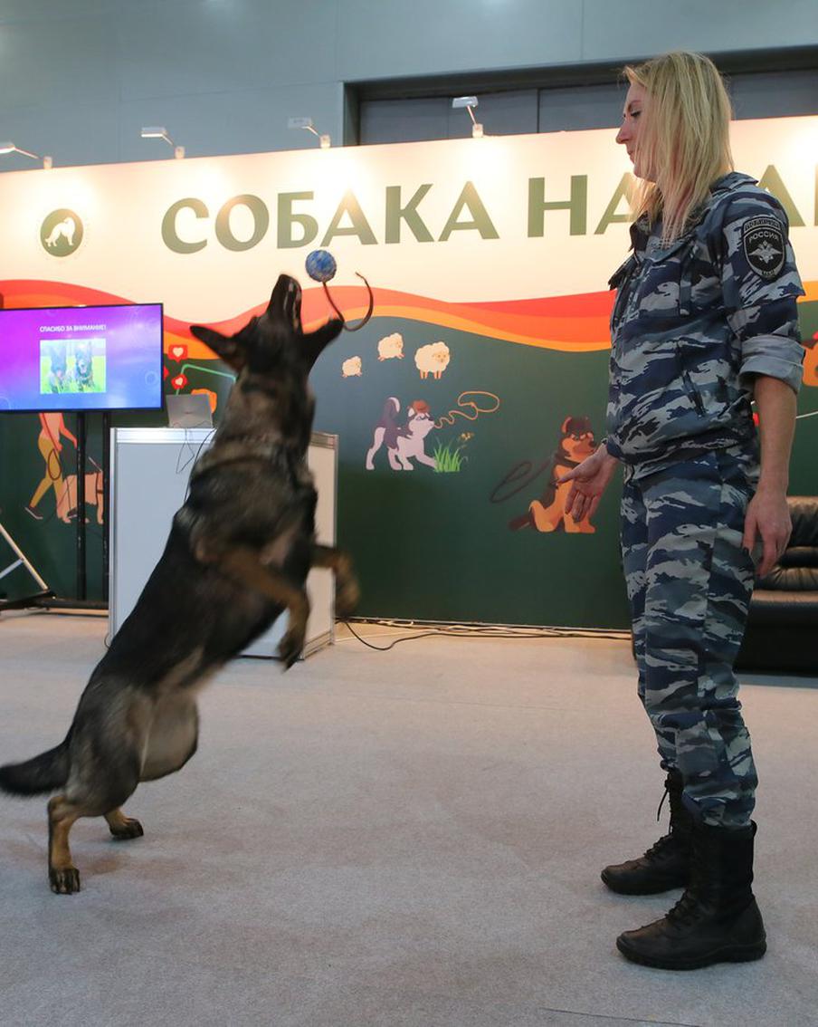 Пушистые защитники. Как обучают собак для службы в в правоохранительных органах
