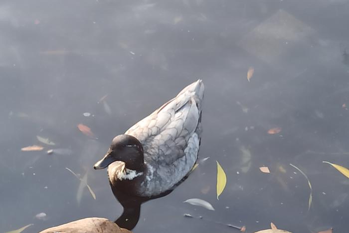 Нужно ли спасать зимующих уток – спросили у орнитолога