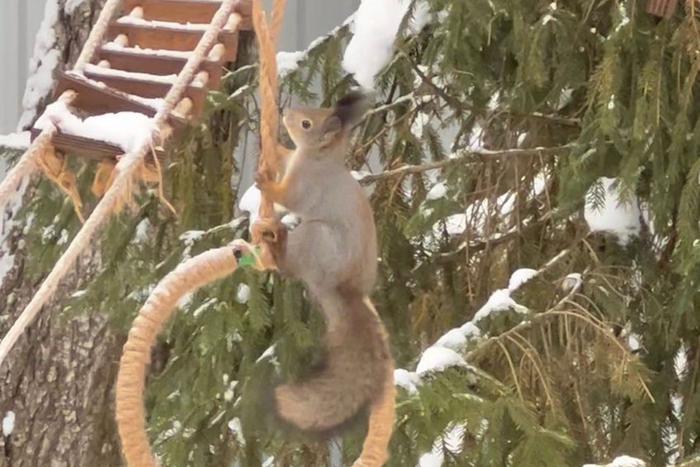 Купили дачу для себя, а хозяйничают белки. Москвичка превратила загородный участок в частный заповедник
