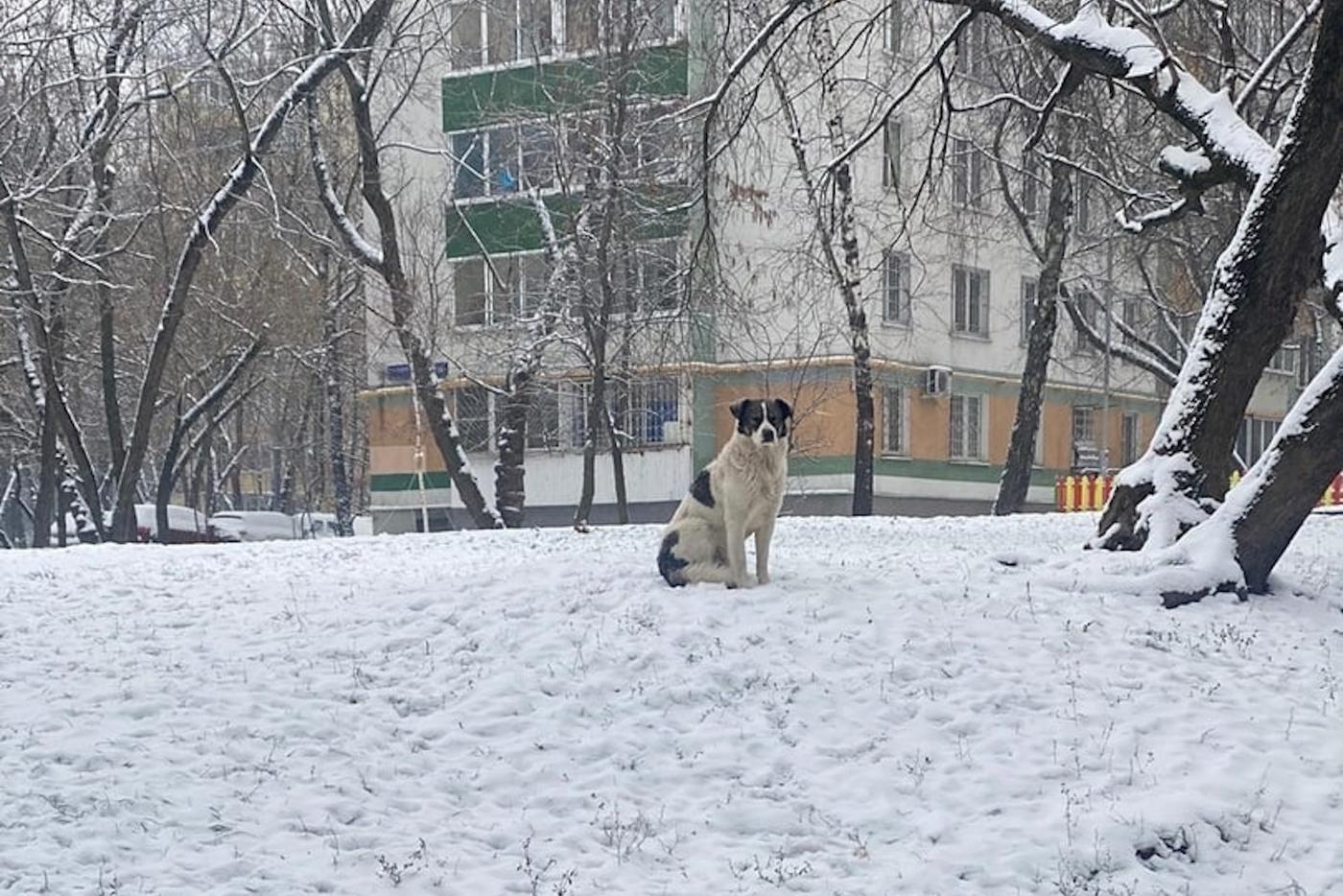 Куда девать "Хатико", спорят жители Печатников