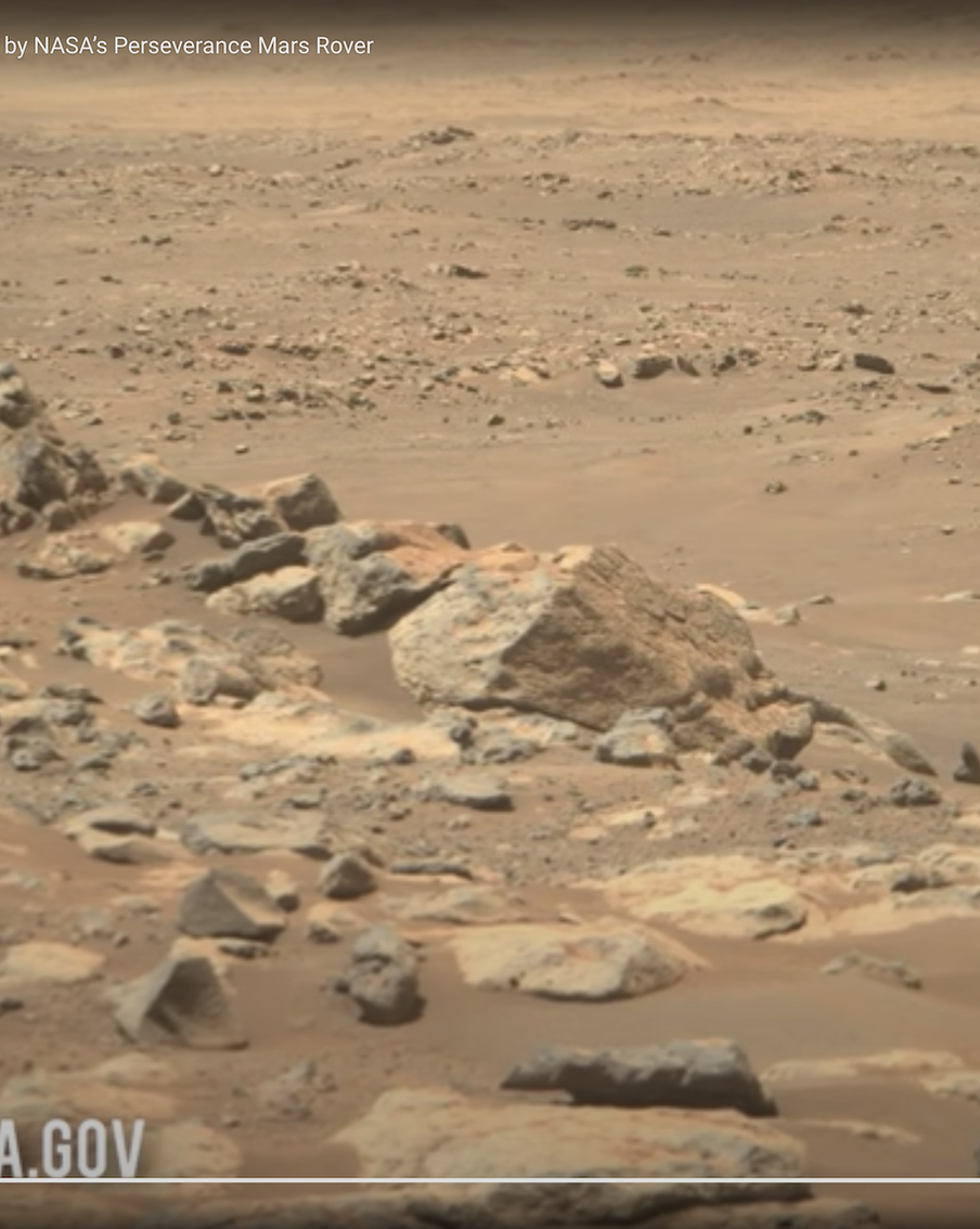 Учёные предлагают спасти лес от исчезновения – деревья можно выращивать... на Марсе!