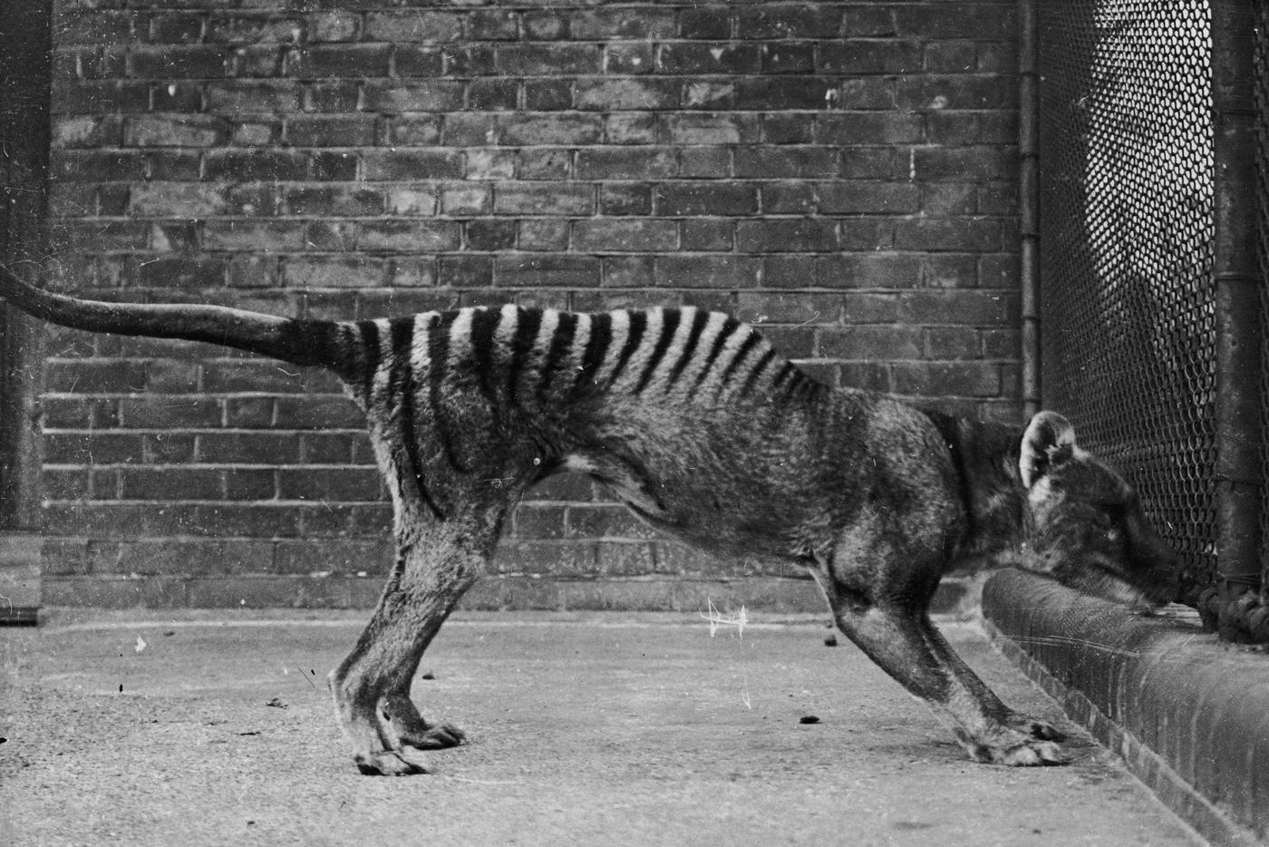 Последний сумчатый волк пойманный в 1933