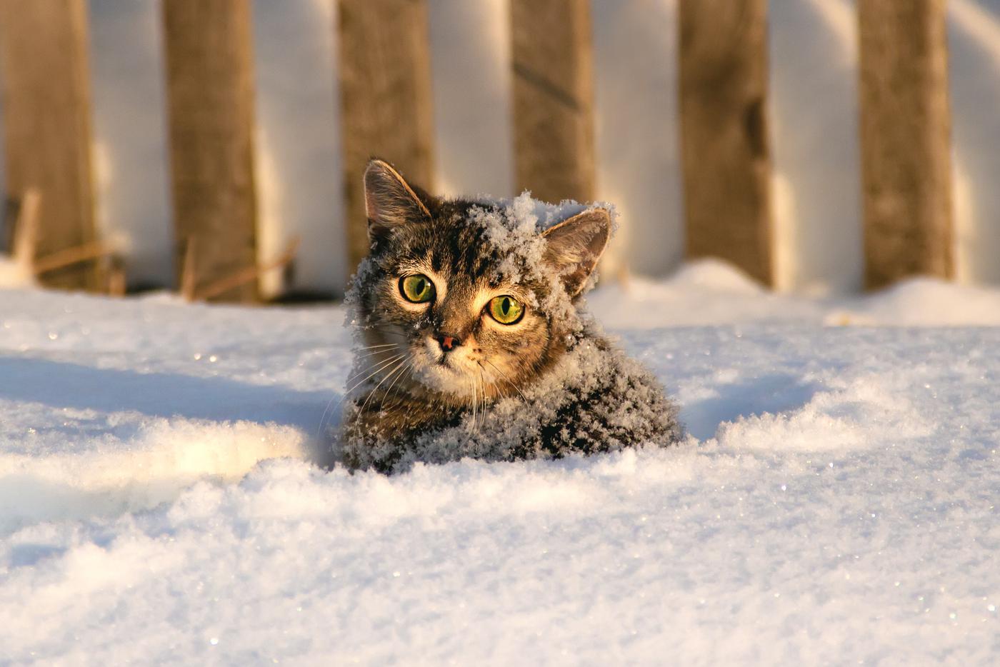 Котенок в сугробе