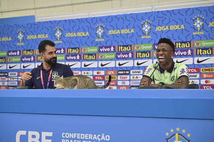 Болельщики желают бразильцам вылета с ЧМ-2022: поводом для гнева стал обычный кот