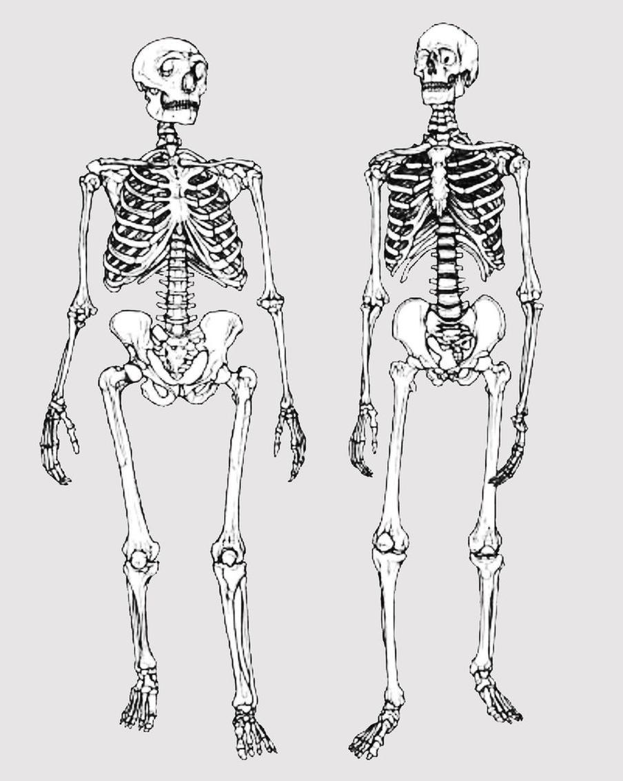 Верующие троглодиты: у неандертальцев были кладбища