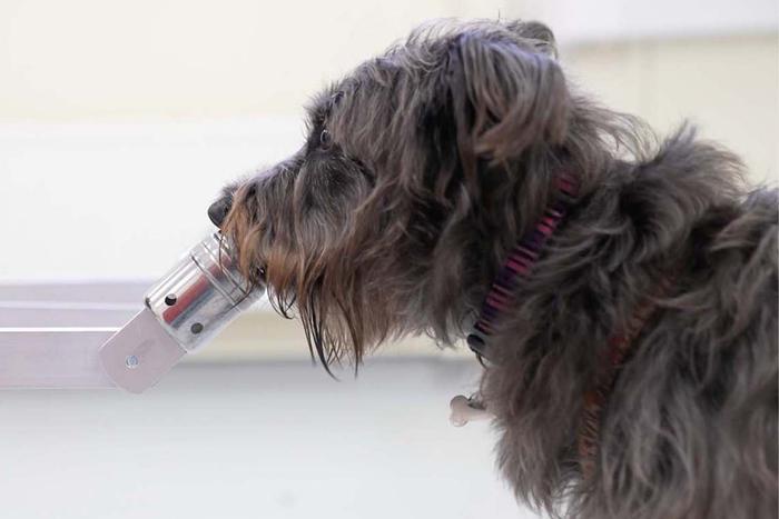 Собаки – не просто наши постоянные компаньоны. Они способны вычислять наши эмоции, например стресс