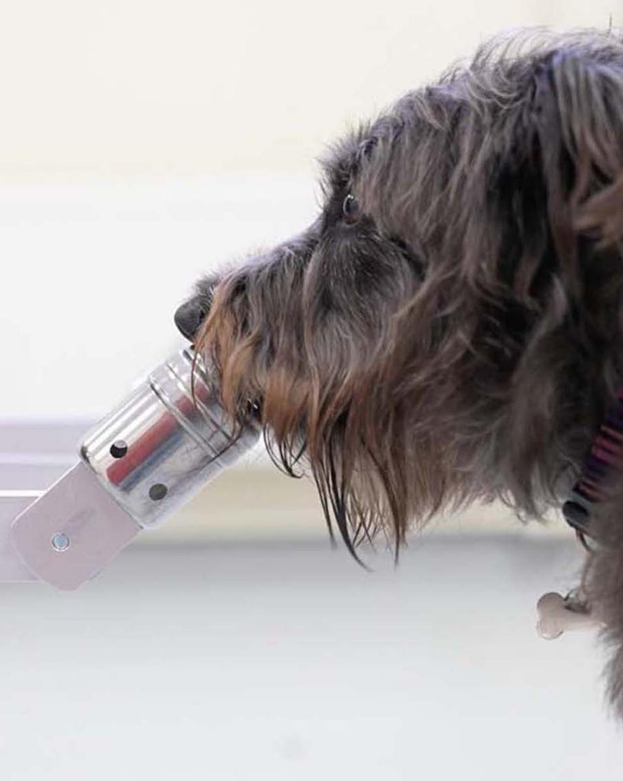 Собаки – не просто наши постоянные компаньоны. Они способны вычислять наши эмоции, например стресс