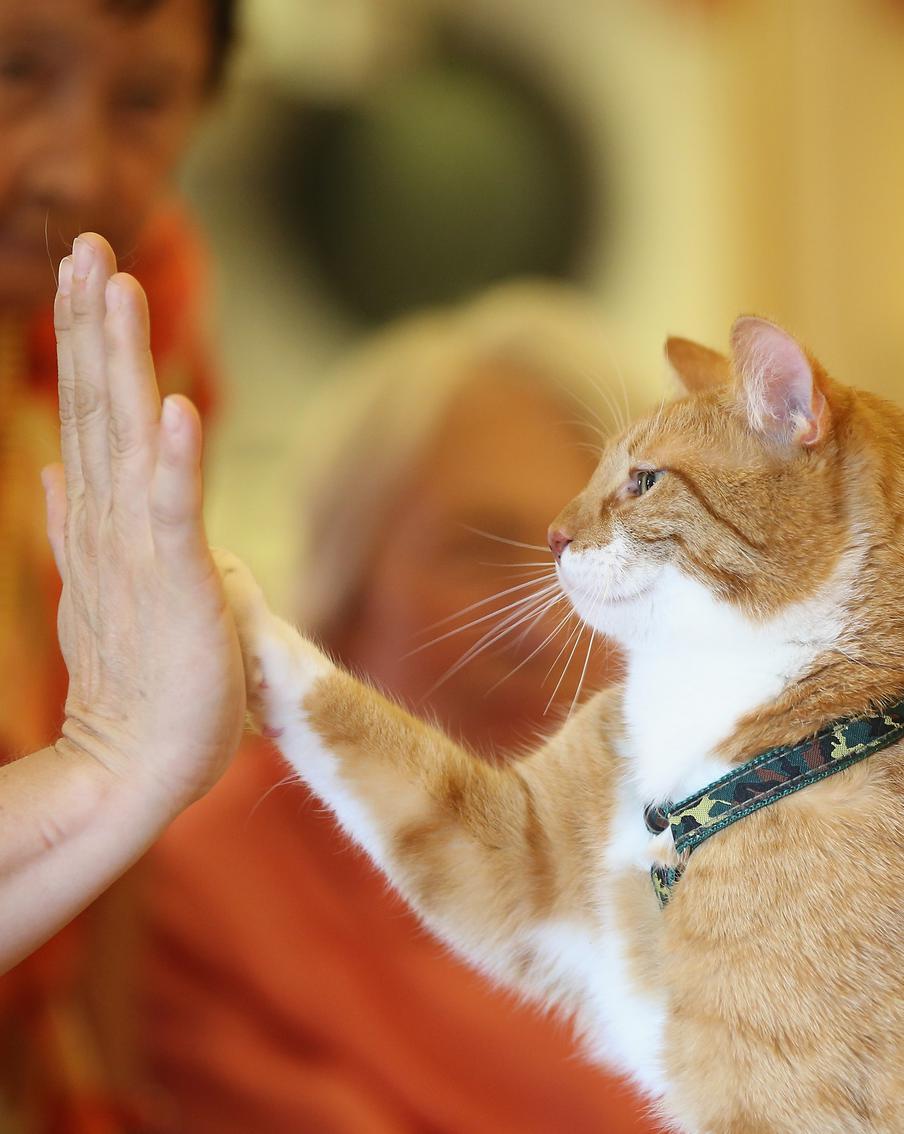 Мини-тигры с берегов Тигра: где, когда и по каким причинам началась дружба человека с котом