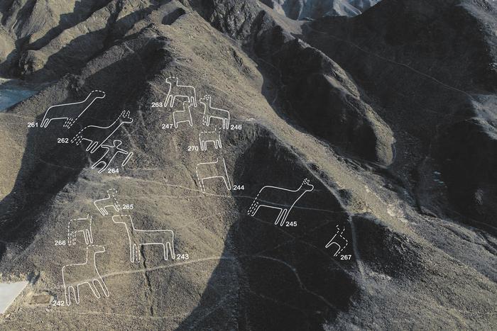 Раскрыта тайна геоглифов Наска. Это удалось сделать учёным из Японии и Перу