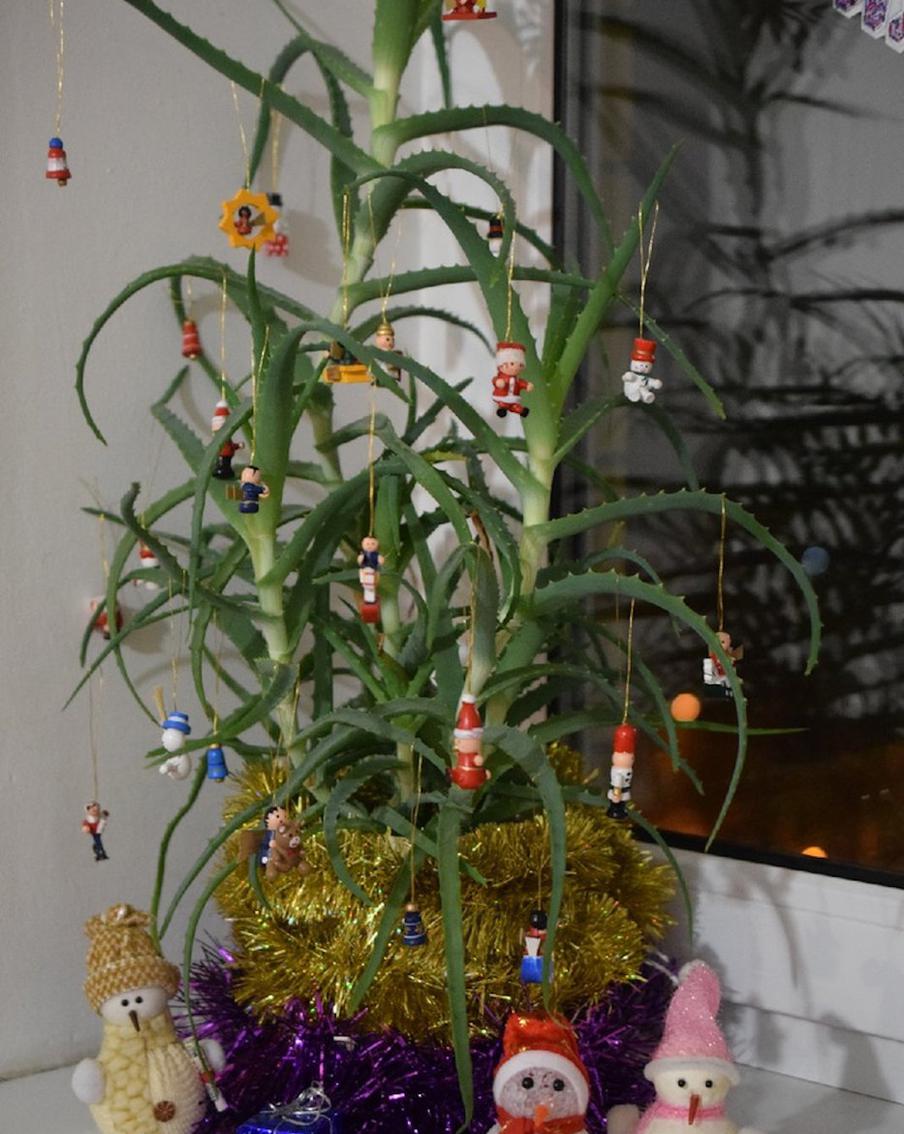 Рождественское алоэ Сарданы Донской и Феодосия Ячменёва.