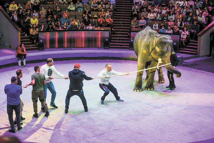 Бузова, дети и непокорный слон. Лучшие фото Metro 2022 года