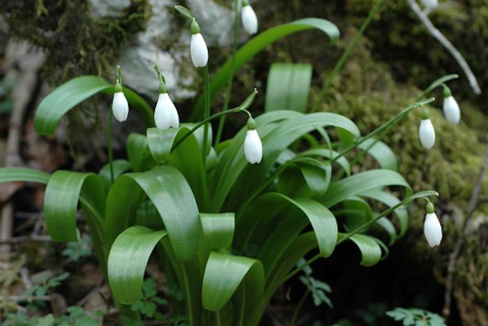 И без подснежников не возвращайся: сочинские учёные обнаружили новый вид цветка