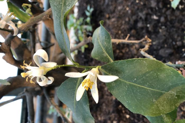 Природа Новой Зеландии расцвела в центре Москвы