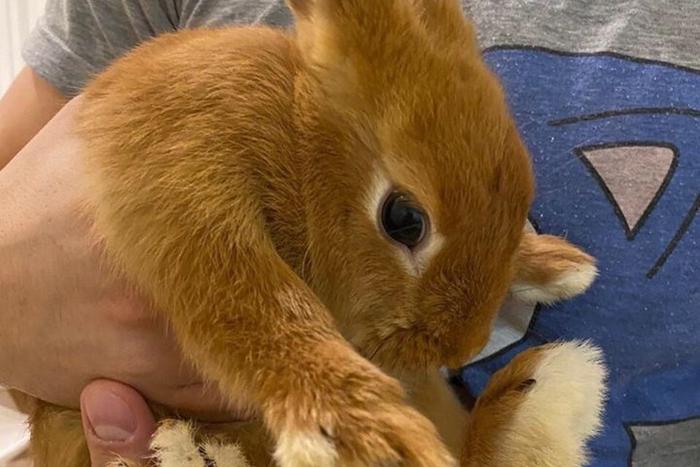 "Окрольчатились!" Москвичи не знают, куда пристроить живые подарки