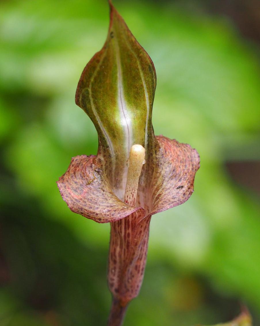 Кому ближе фиалки, кому – тухлые яйца: учёные сравнили нюх трёх видов людей