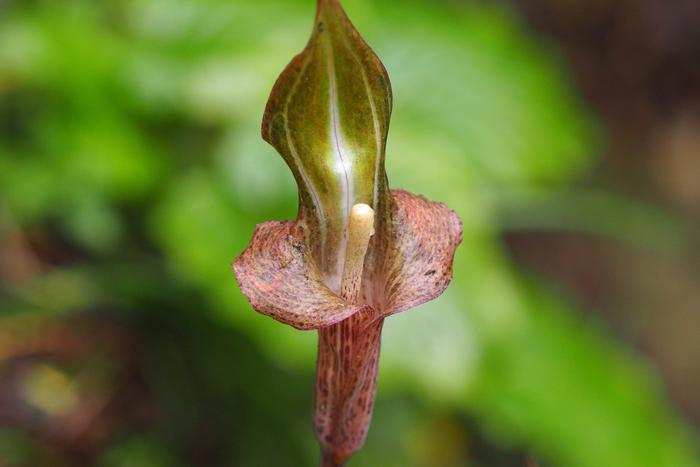 Кому ближе фиалки, кому – тухлые яйца: учёные сравнили нюх трёх видов людей