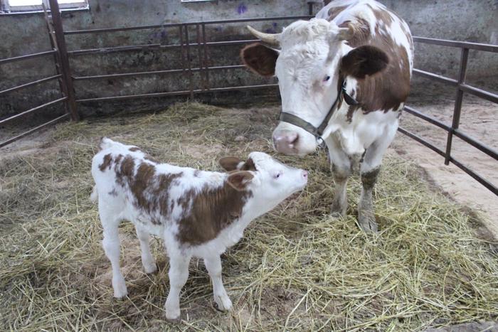 В Подмосковье отелилась корова-клон по кличке Цветочек