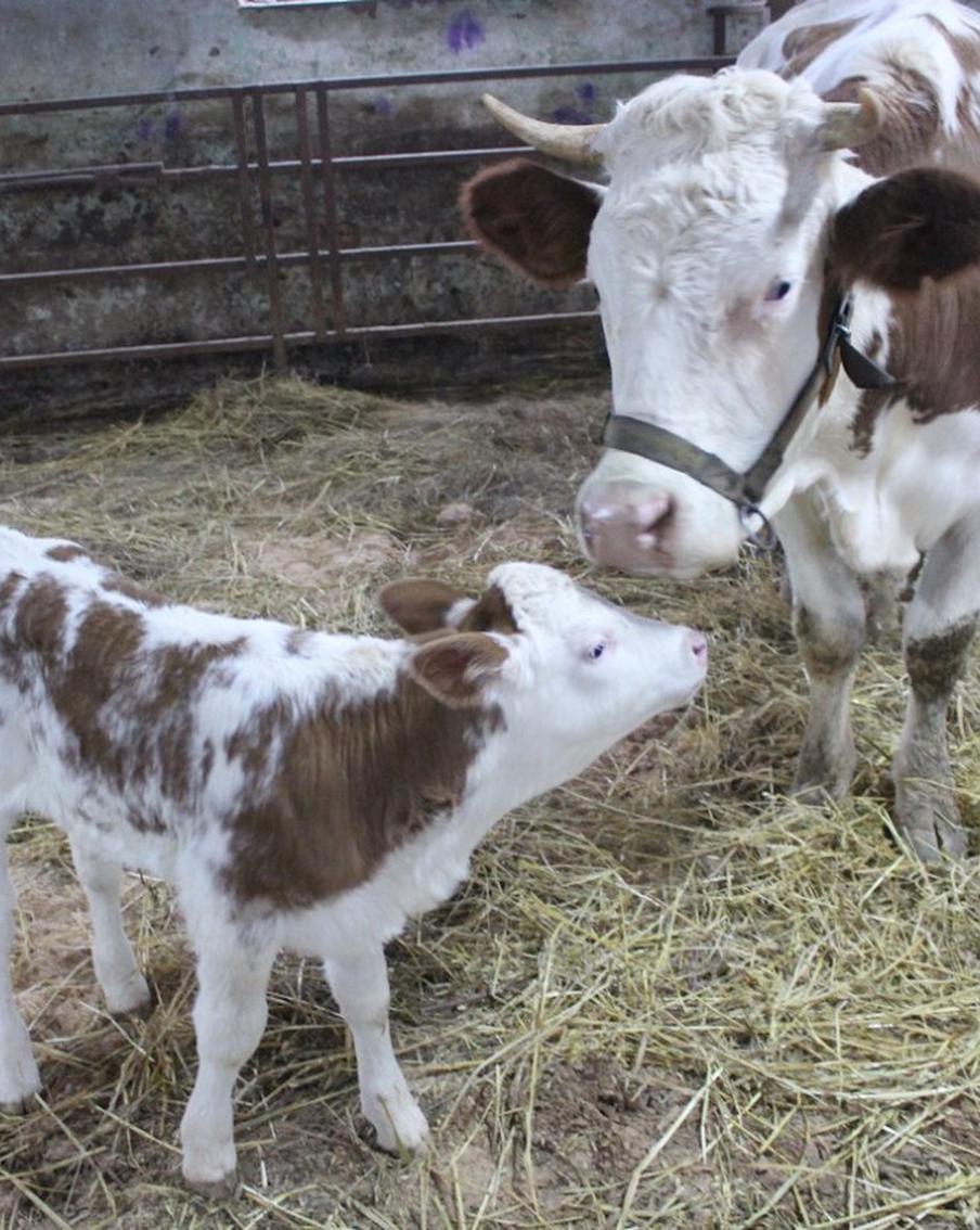 В Подмосковье отелилась корова-клон по кличке Цветочек