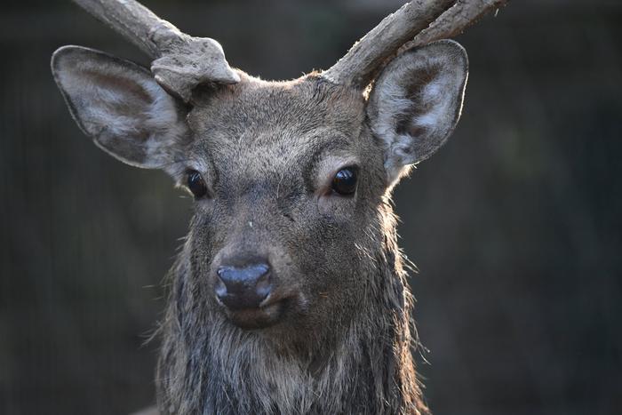 Метался, как зомби: спасение оленя отважным американцем попало на видео