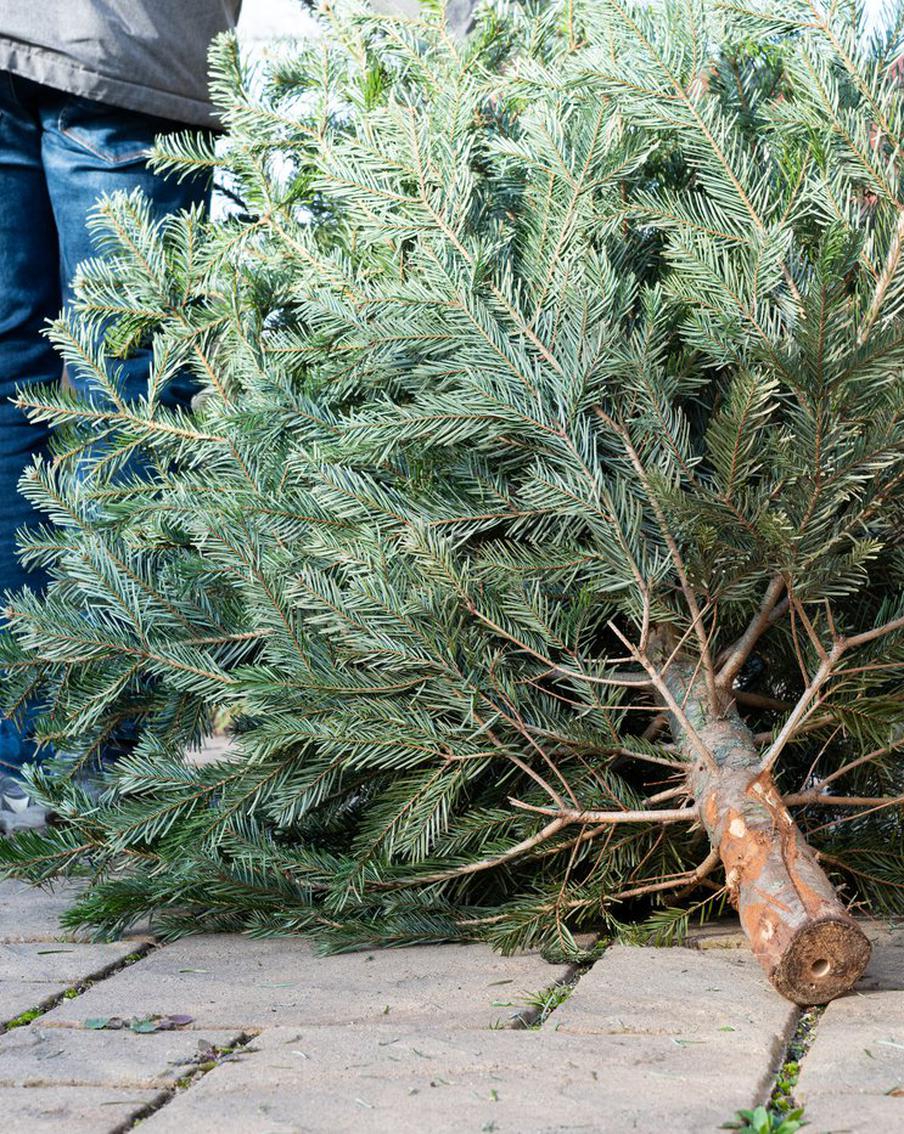 Не выбрасывайте ёлку в мусорку! За это в Москве могут дать немаленький штраф