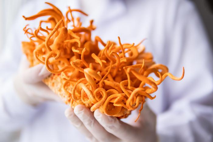 "Скрытый" герой нашумевшего сериала "Одни из нас" – грибок кордицепс. Угрожает ли он человечеству в реальной жизни?