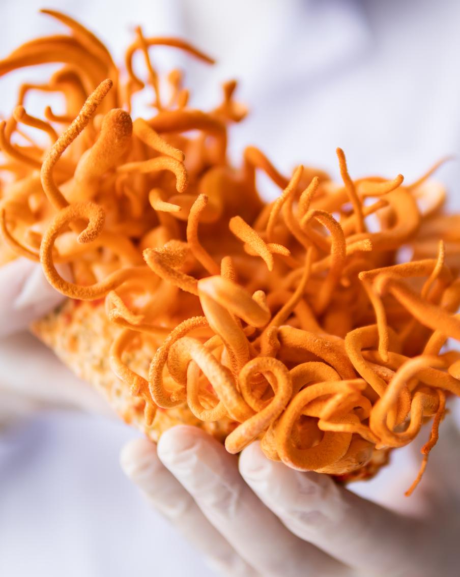 "Скрытый" герой нашумевшего сериала "Одни из нас" – грибок кордицепс. Угрожает ли он человечеству в реальной жизни?