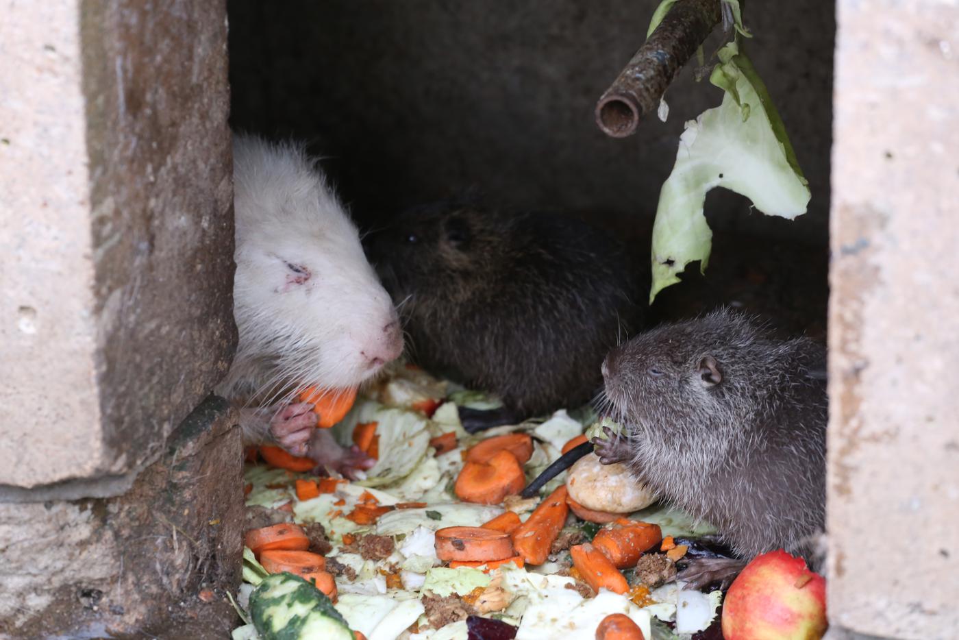 Нутрёнок лакомится угощениями