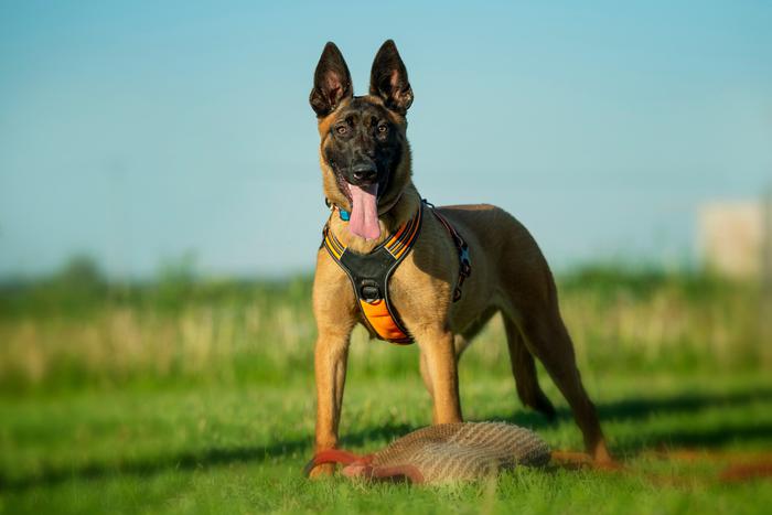 Учёные составили рейтинг умных и глупых собак. На все этапы крупнейшего исследования ушло 6 лет