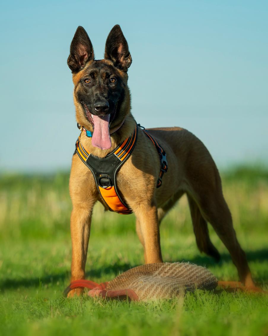 Учёные составили рейтинг умных и глупых собак. На все этапы крупнейшего исследования ушло 6 лет