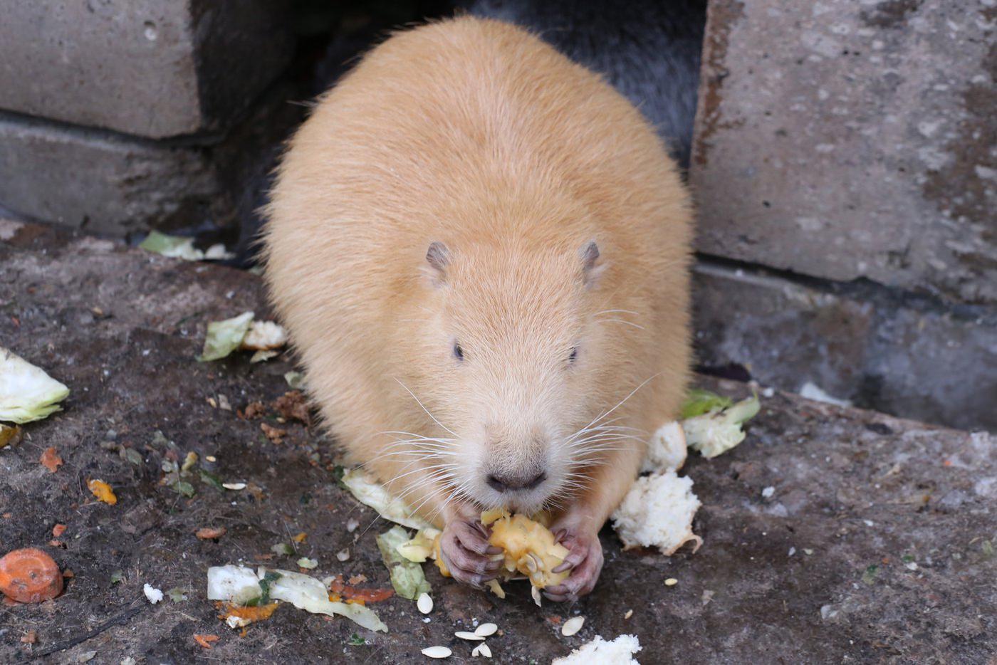Без лакомств не поиходите!