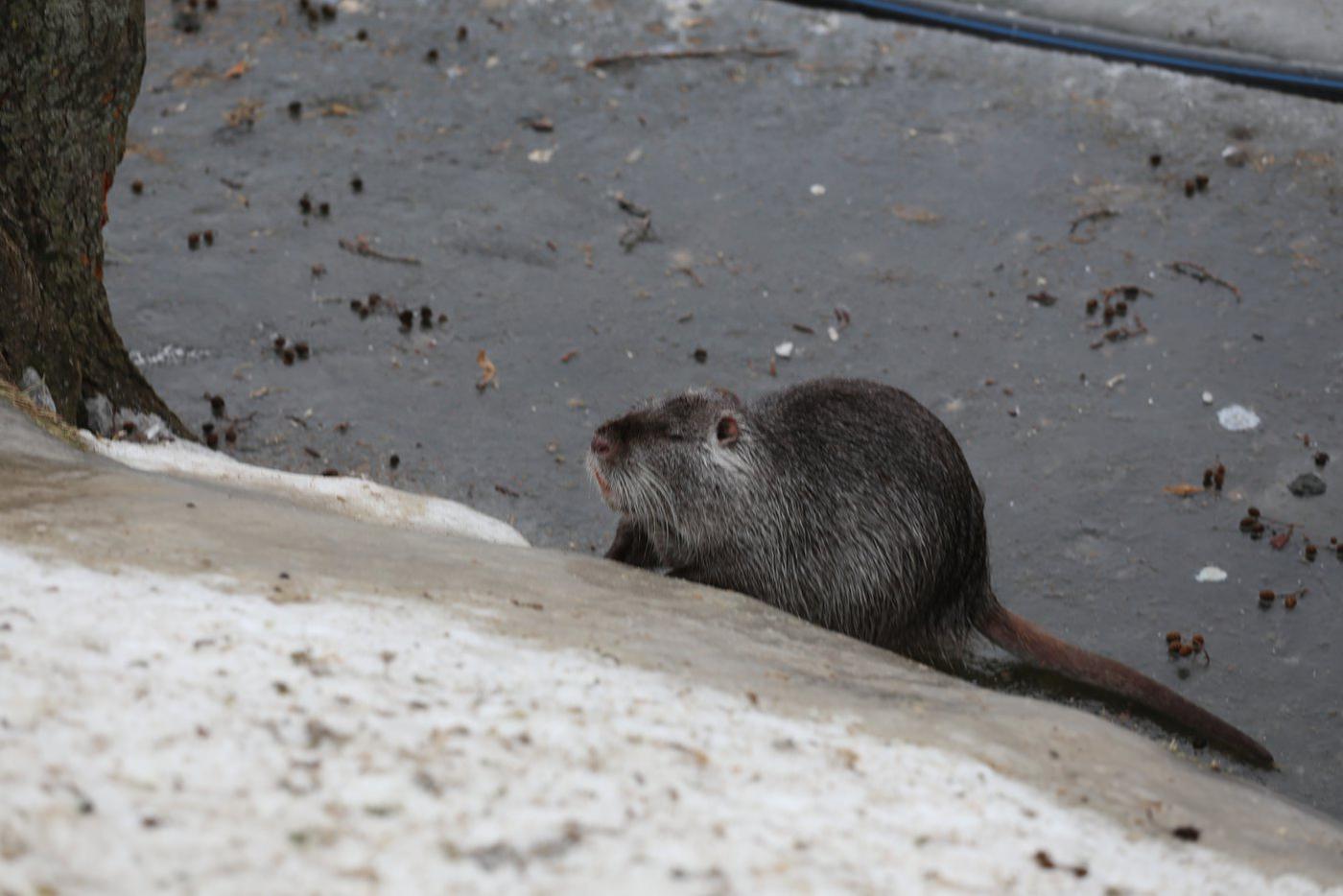 Нутрия наблюдает за посетителями