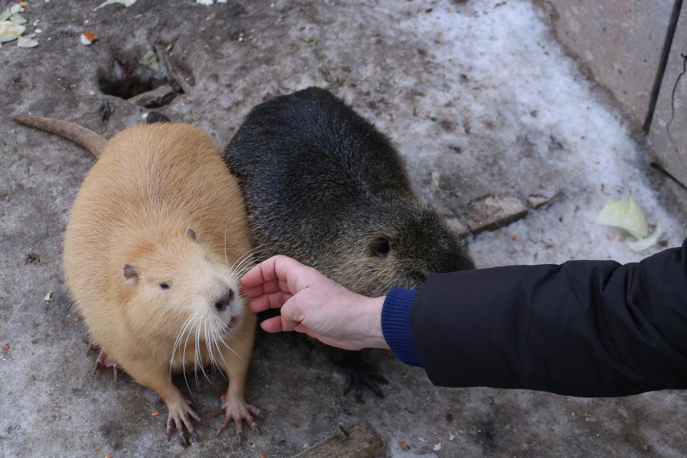 Нутрий можно погладить, но осторожно