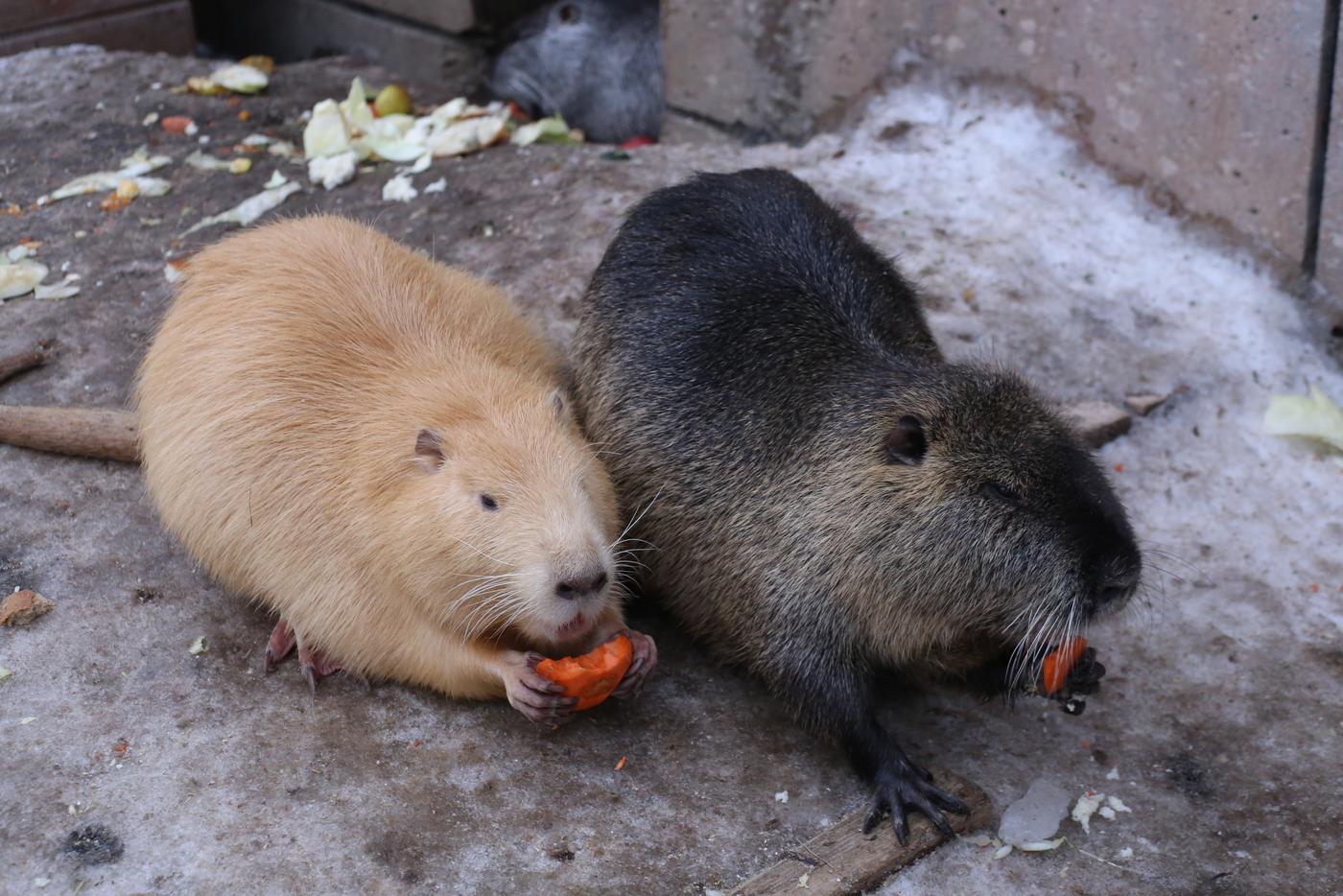 Обеденный перерыв начинается с самого утра