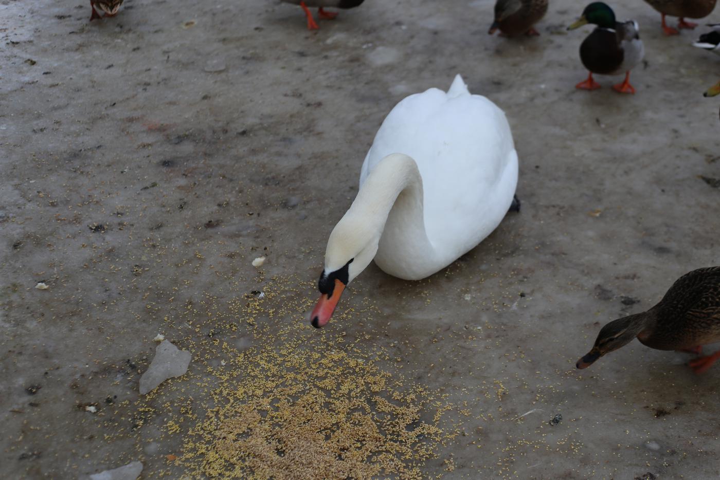 Лебедь дружит со всеми обитателями пруда