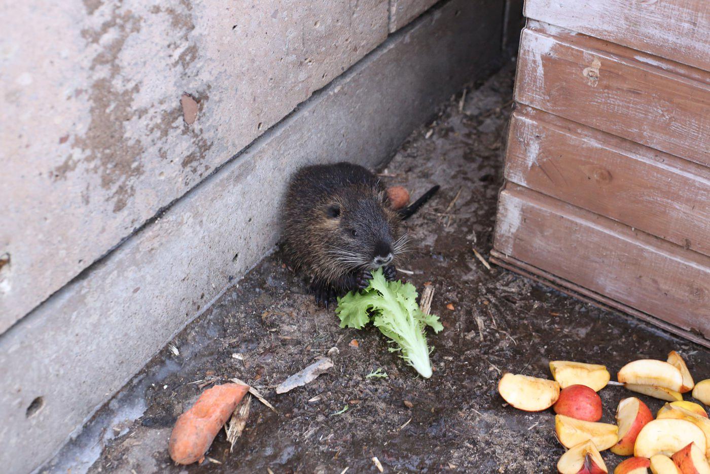 Нутрёнок завтракает салатом