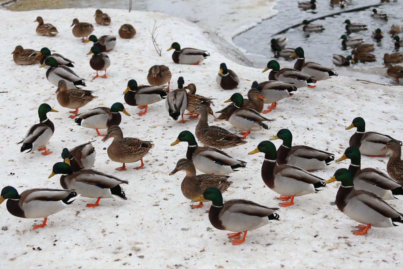 Уткам тоже перепадают различные вкусняшки