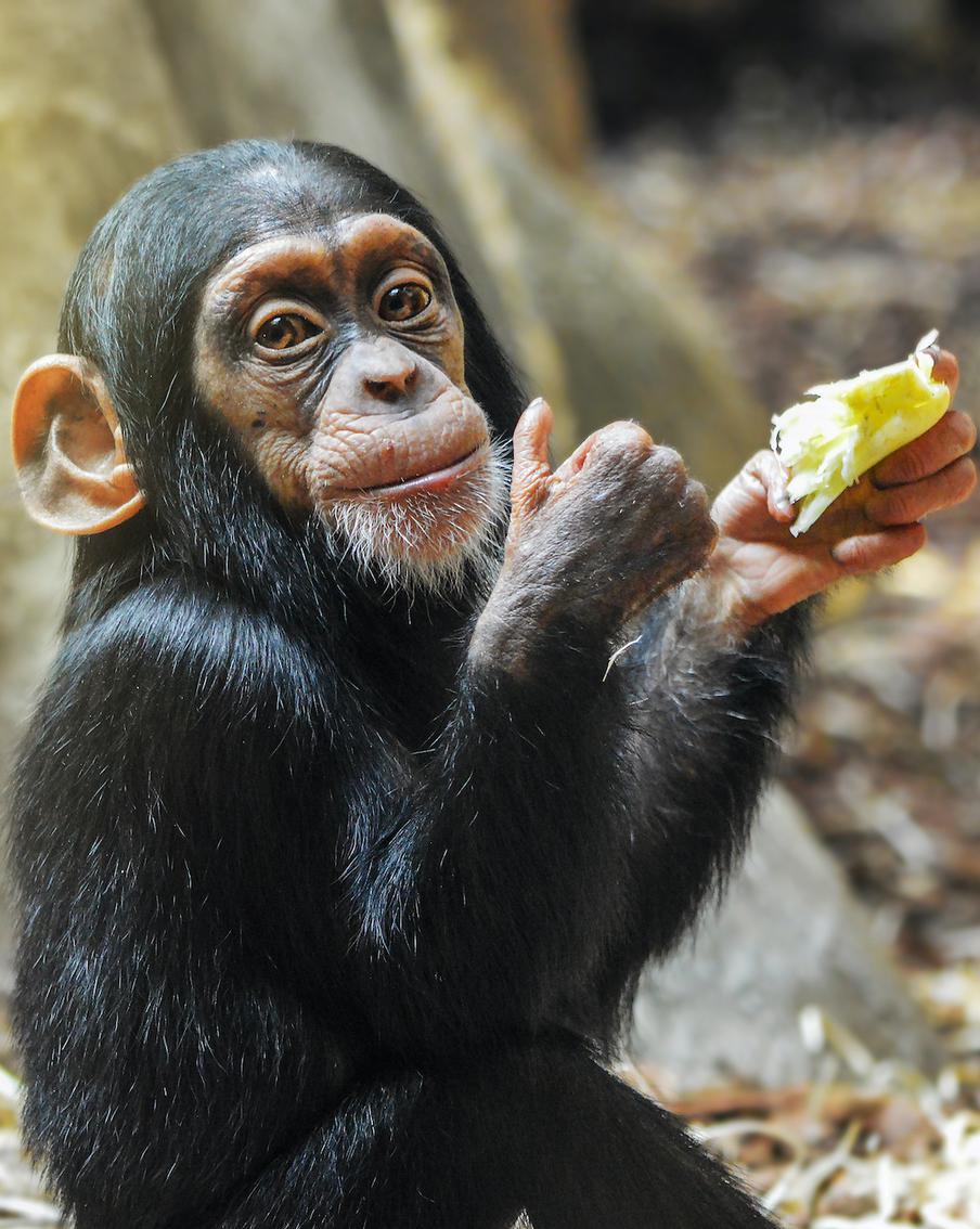 Шотландские учёные создадут общий "словарь человекообразных"