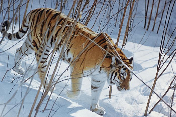 Властелин тайги вышел на охоту: Metro выясняет причины участившихся нападений амурских тигров