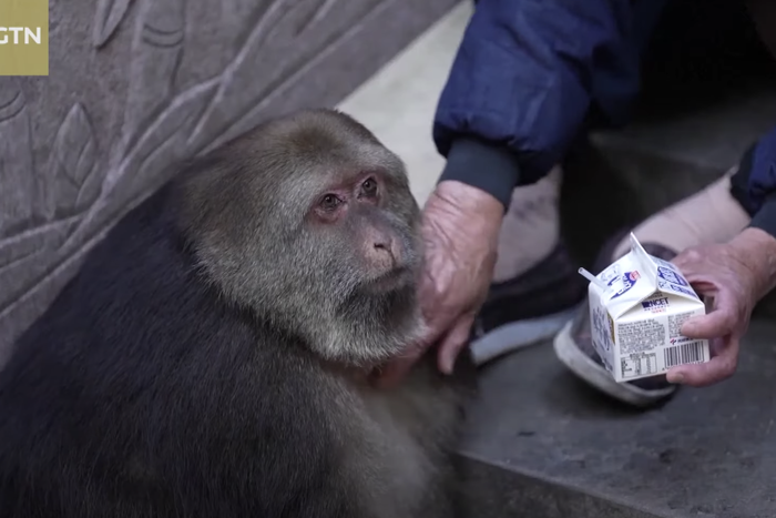 Взорвавшая Сеть тибетская макака Синсин училась любить людей заново