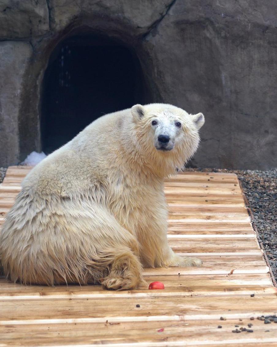 Отправляемся в гости к полярным медведям и любуемся тюльпанами: проводим последний месяц зимы с удовольствием