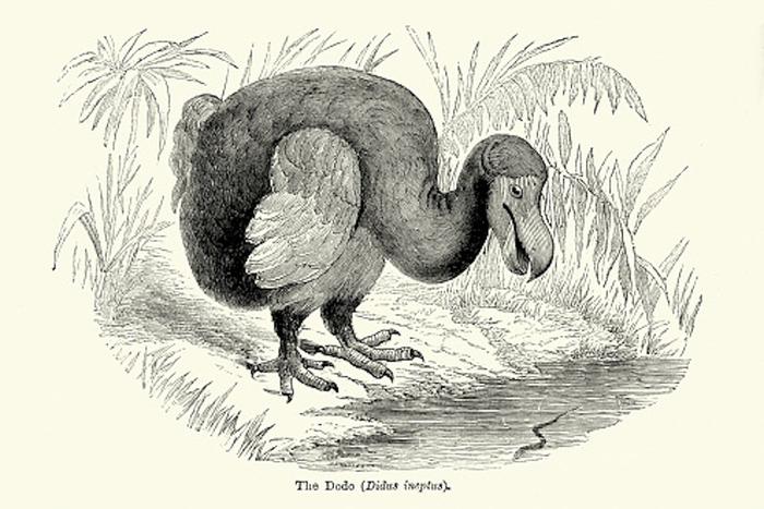 У всякой пташки свои замашки: в США хотят возродить птицу додо