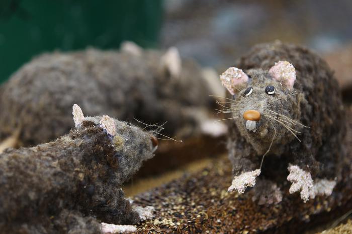 Роспотребнадзор обнаружил крыс в популярном московском супермаркете