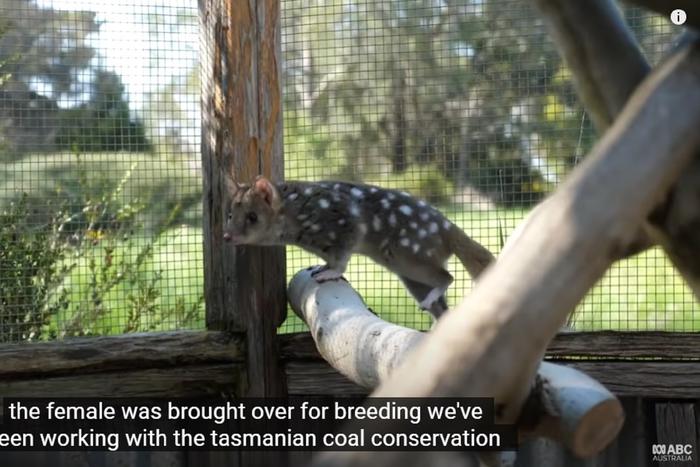 Сумчатые куницы могут погибнуть из-за частого спаривания