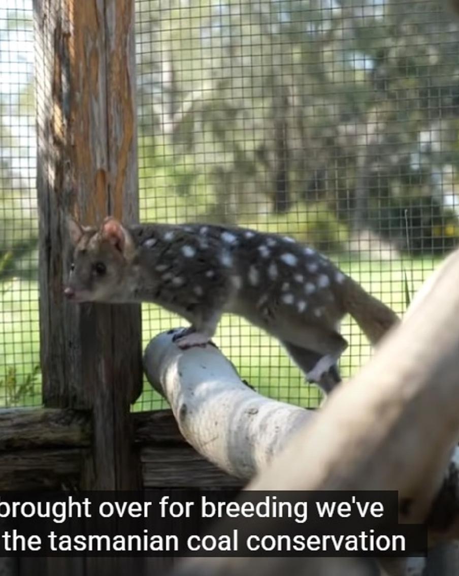 Сумчатые куницы могут погибнуть из-за частого спаривания